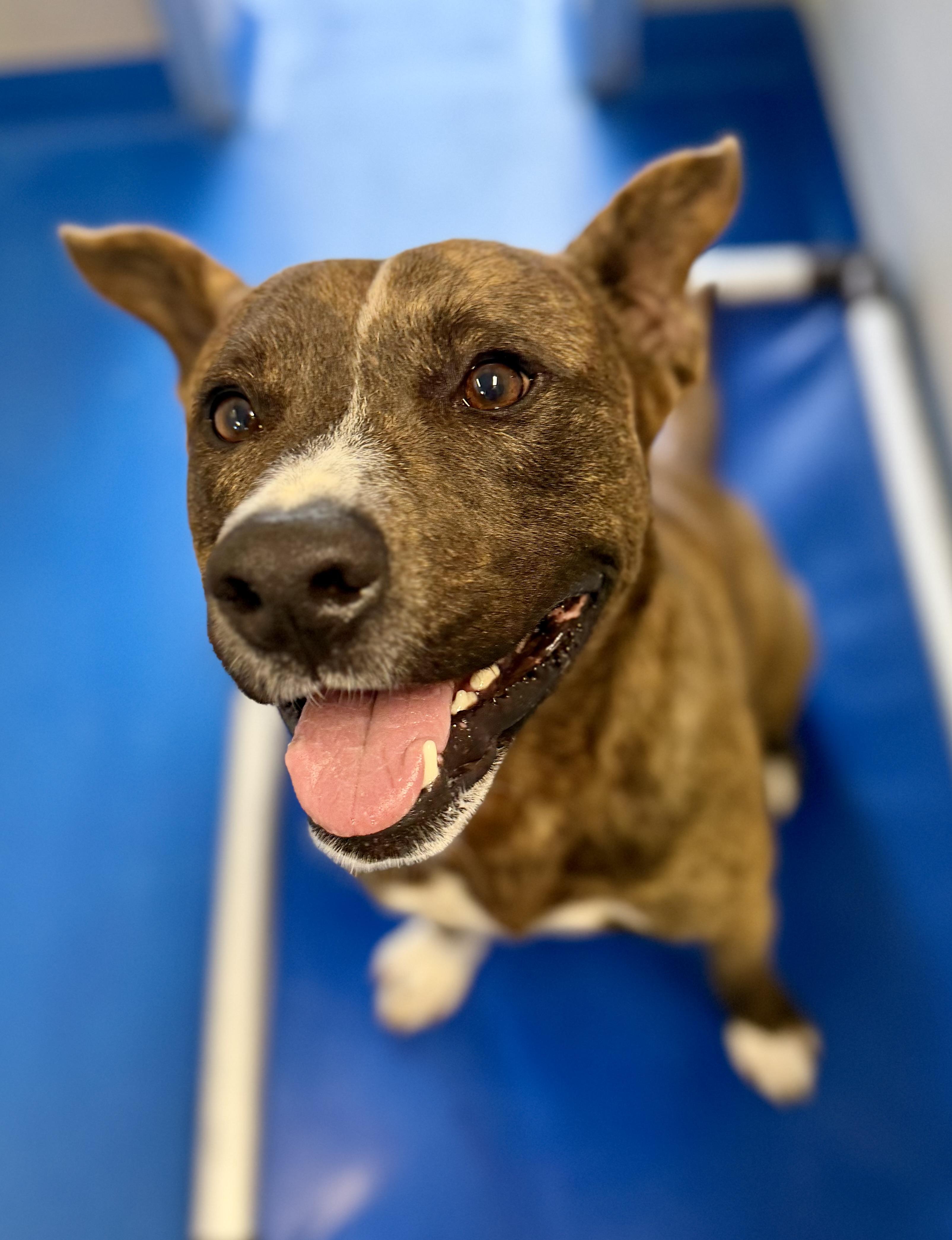 Enlarge Batman , a ADOPTABLE mixed breed in Lancaster, SC image 2/3