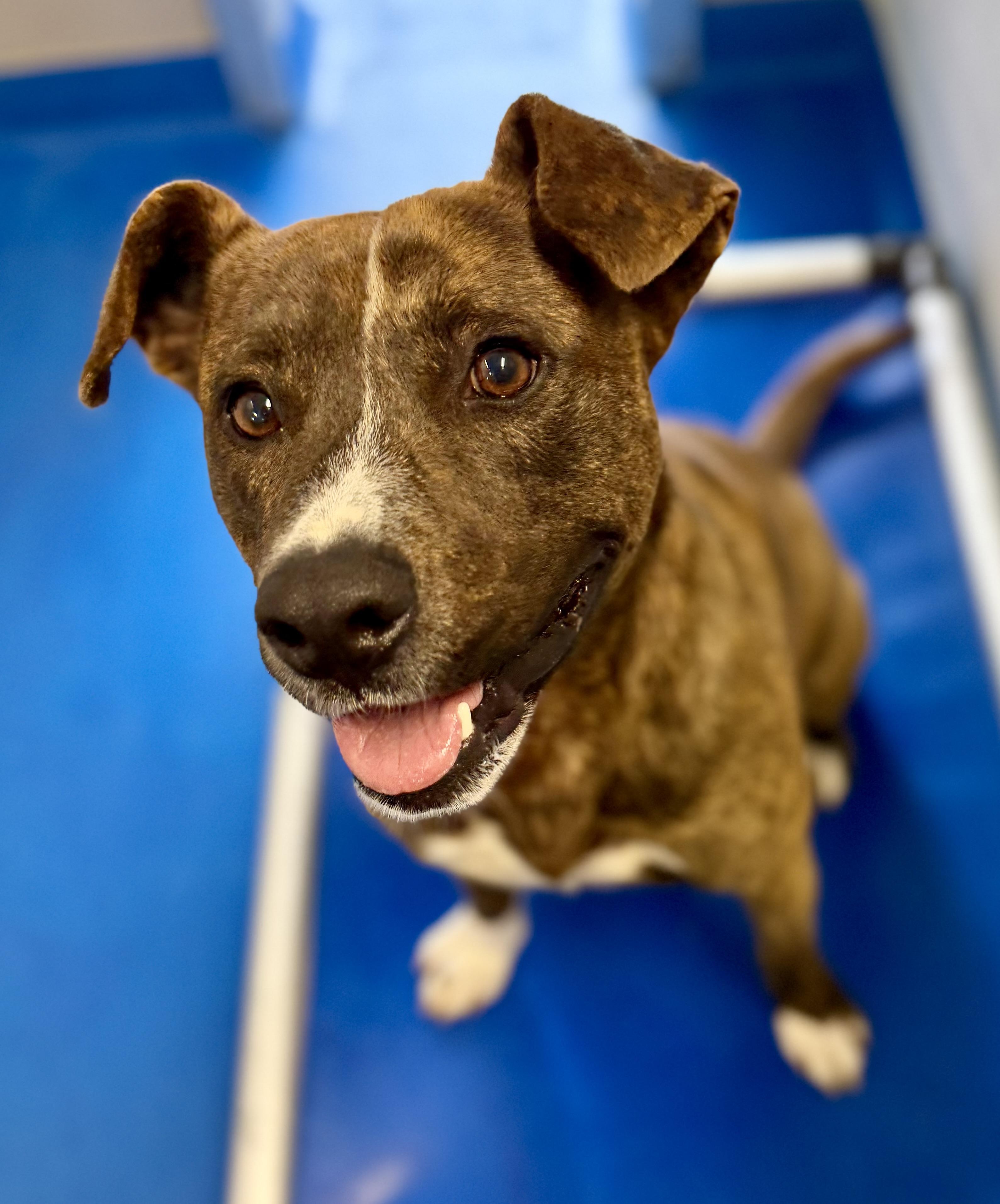 Enlarge Batman , a ADOPTABLE mixed breed in Lancaster, SC image 1/3