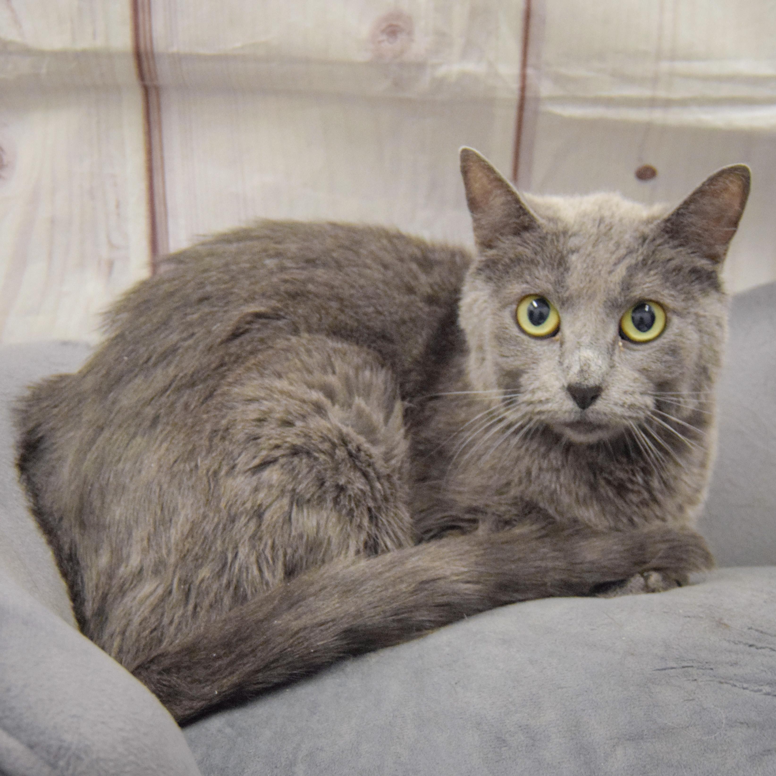 Enlarge Love, a Adoptable mixed breed in Huntley, IL image 2/5