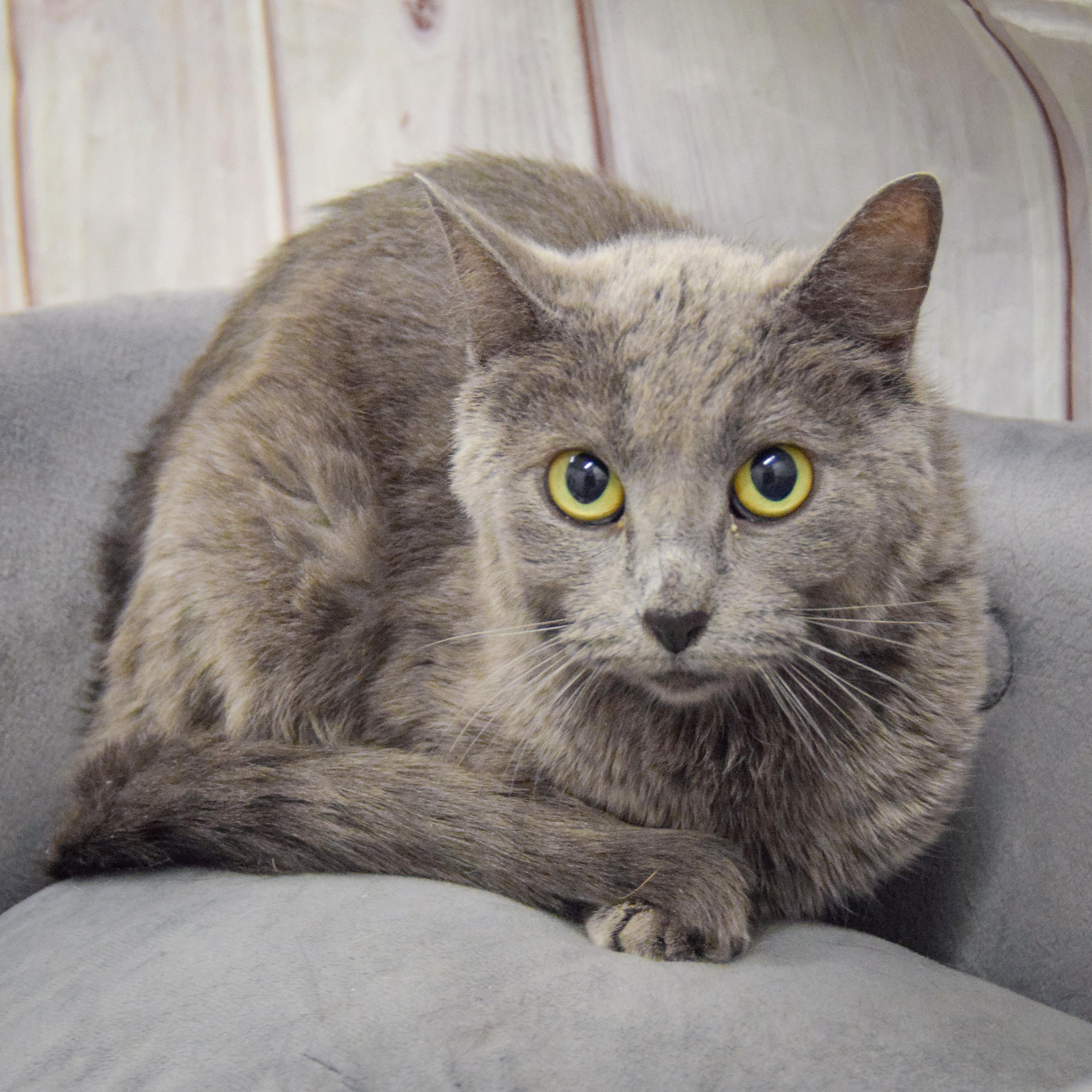 Enlarge Love, a Adoptable mixed breed in Huntley, IL image 3/5