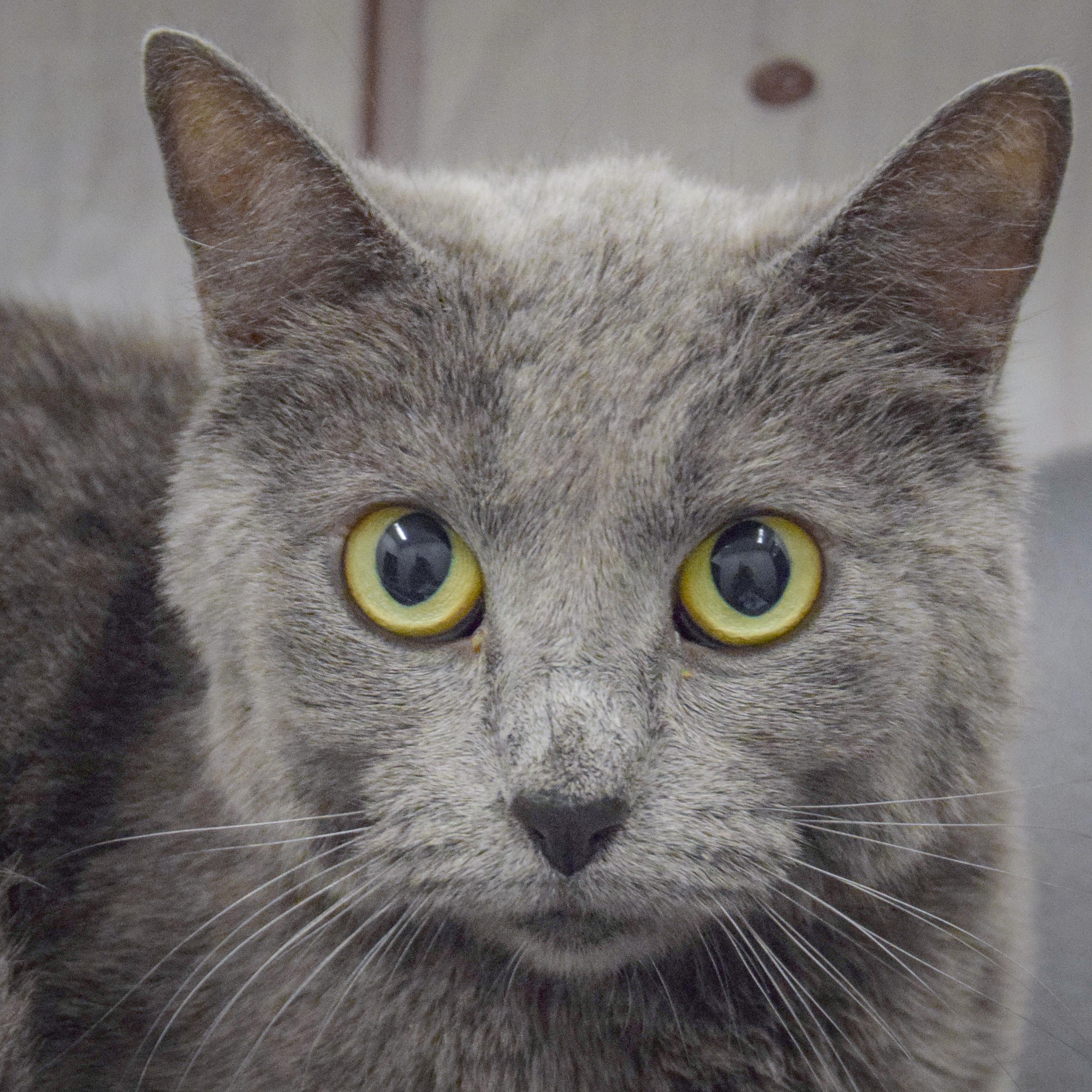 Enlarge Love, a Adoptable mixed breed in Huntley, IL image 5/5