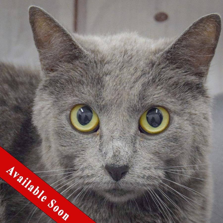 Enlarge Love, a Adoptable mixed breed in Huntley, IL image 1/5