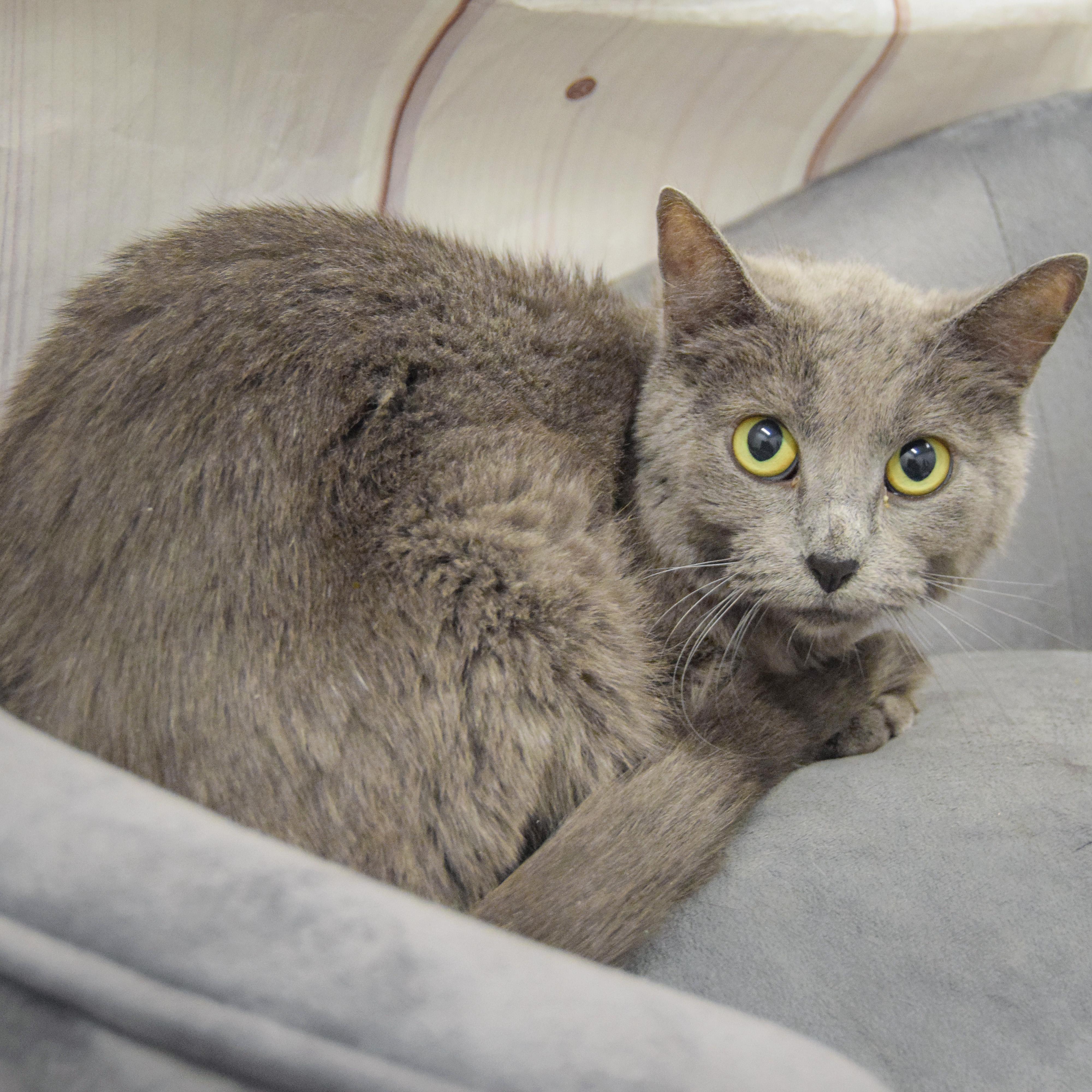 Enlarge Love, a Adoptable mixed breed in Huntley, IL image 4/5