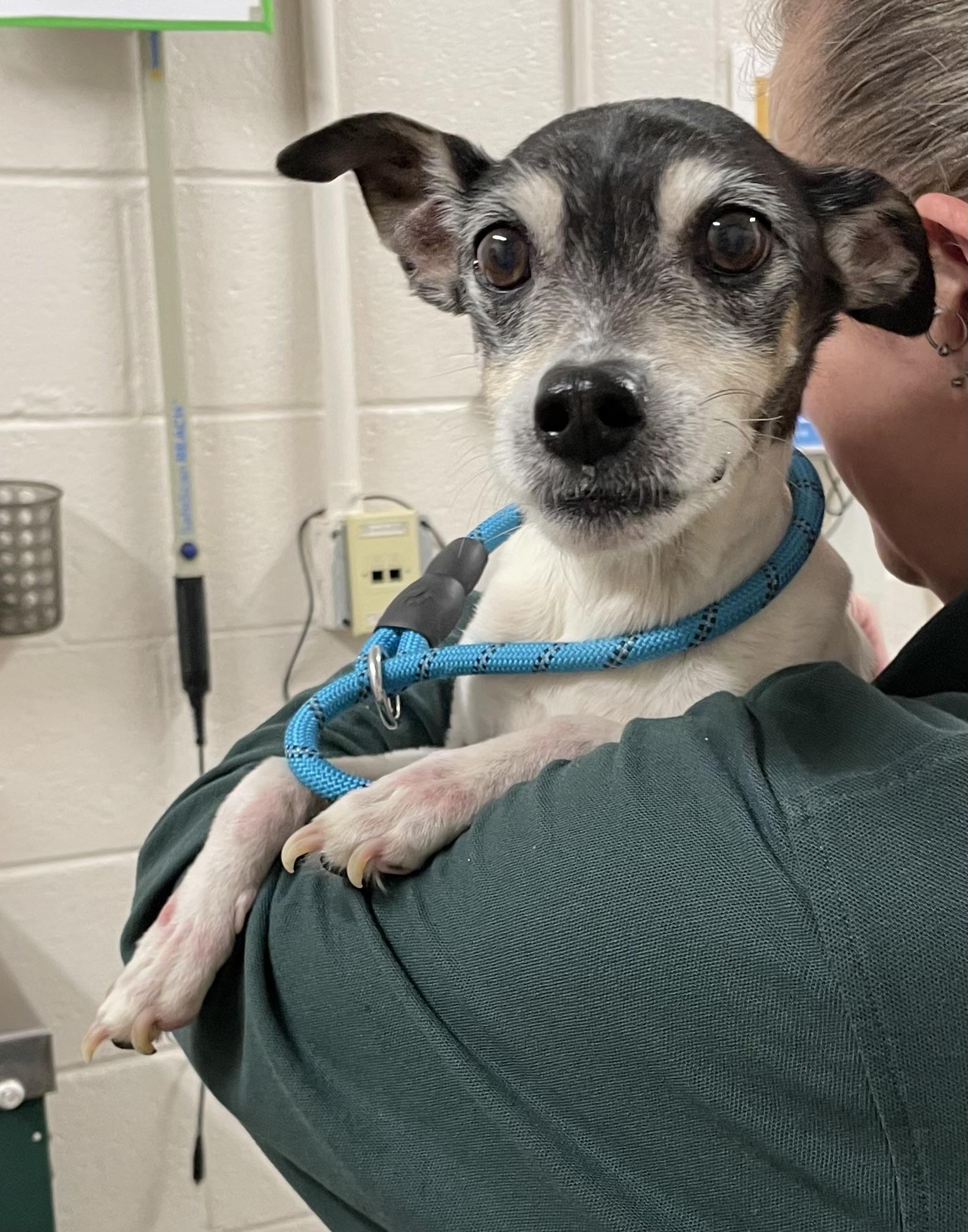 Joey PULLED BY RESCUE , adopted, Senior Male Jack Russell Terrier.