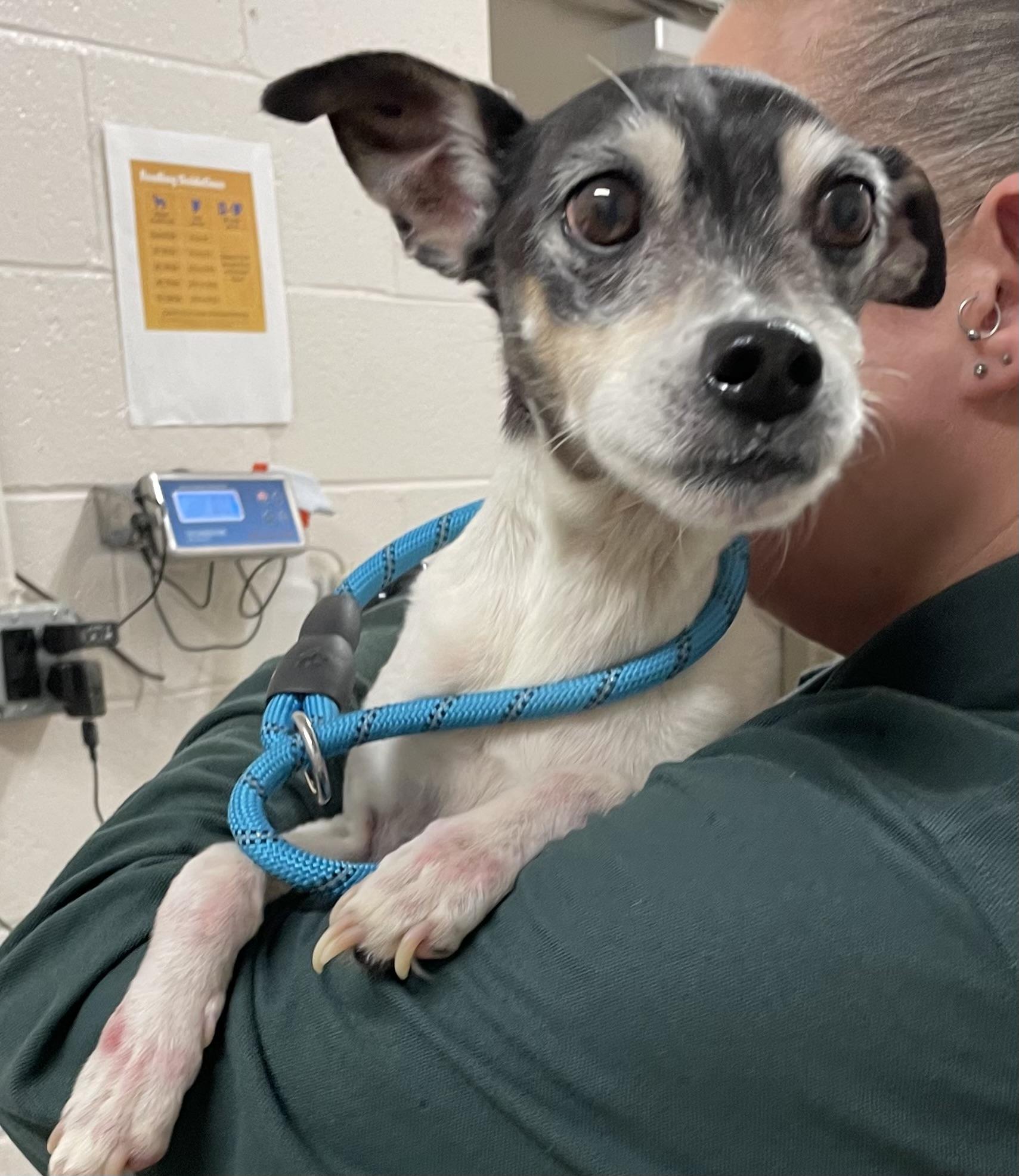 Enlarge Joey PULLED BY RESCUE , an adopted mixed breed in Canton, OH image 2/2