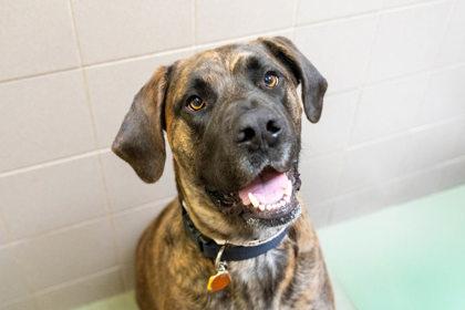Athena, a Adoptable mixed breed in Woodbury, MN image 1/3