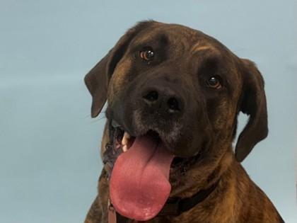 Athena, a Adoptable mixed breed in Woodbury, MN image 2/3
