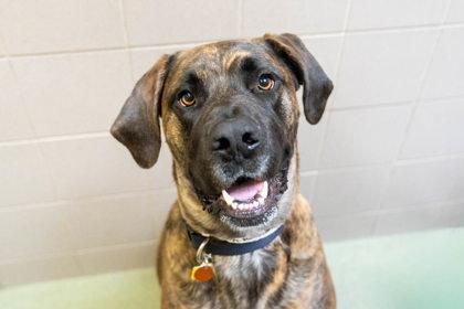 Athena, a Adoptable mixed breed in Woodbury, MN image 3/3