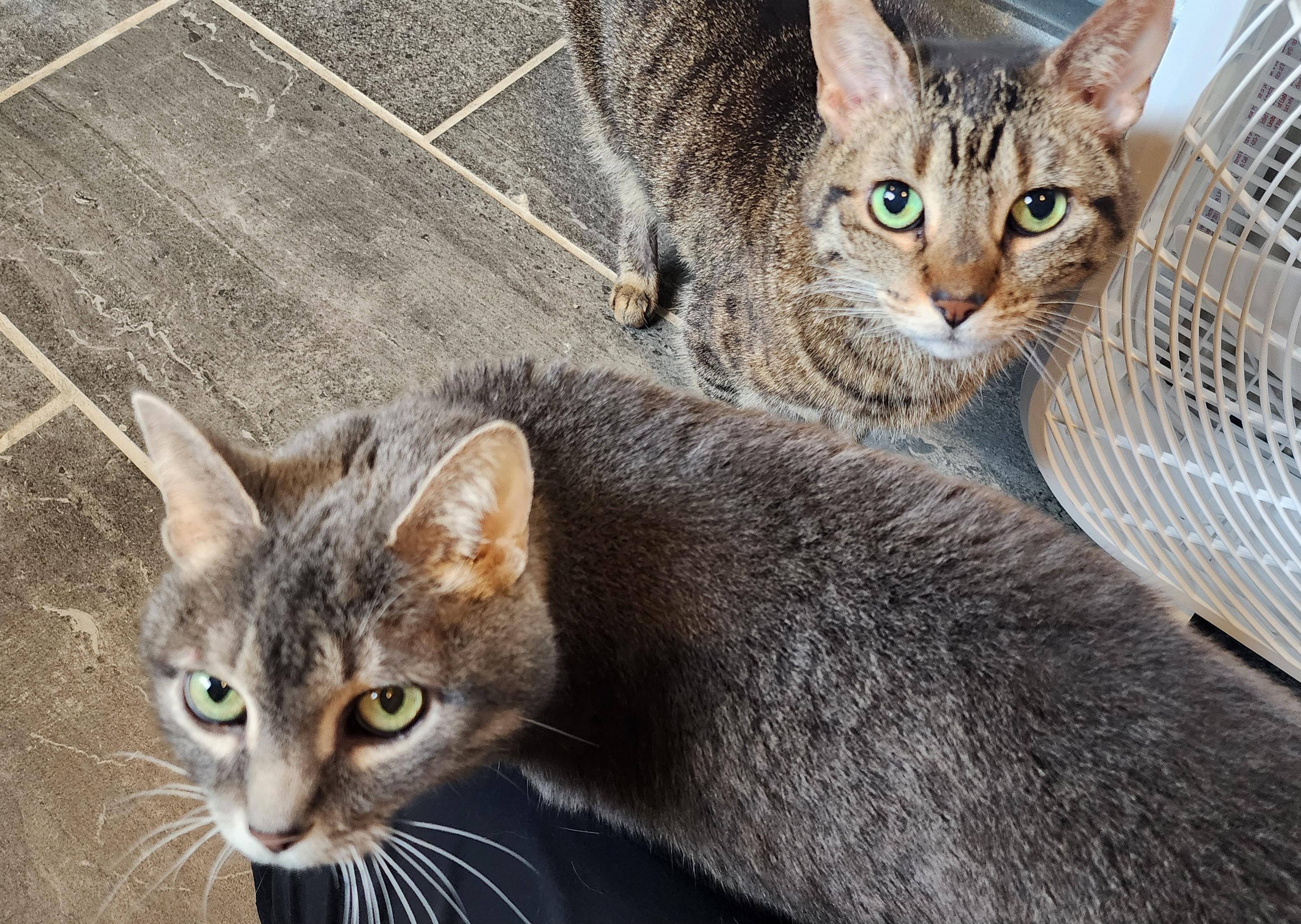 Enlarge Aspen (bonded pair), an adoptable Domestic Short Hair in Ely, MN image 5/5
