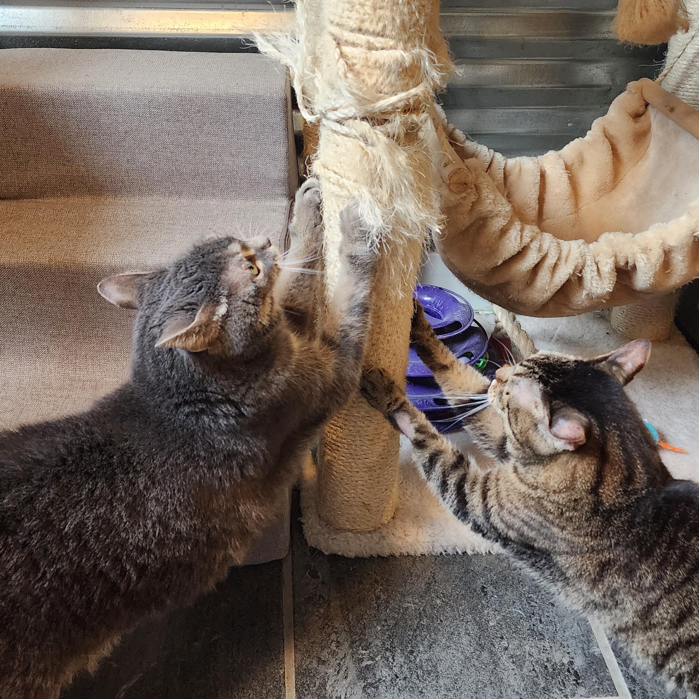 Enlarge Aspen (bonded pair), an adoptable Domestic Short Hair in Ely, MN image 3/5