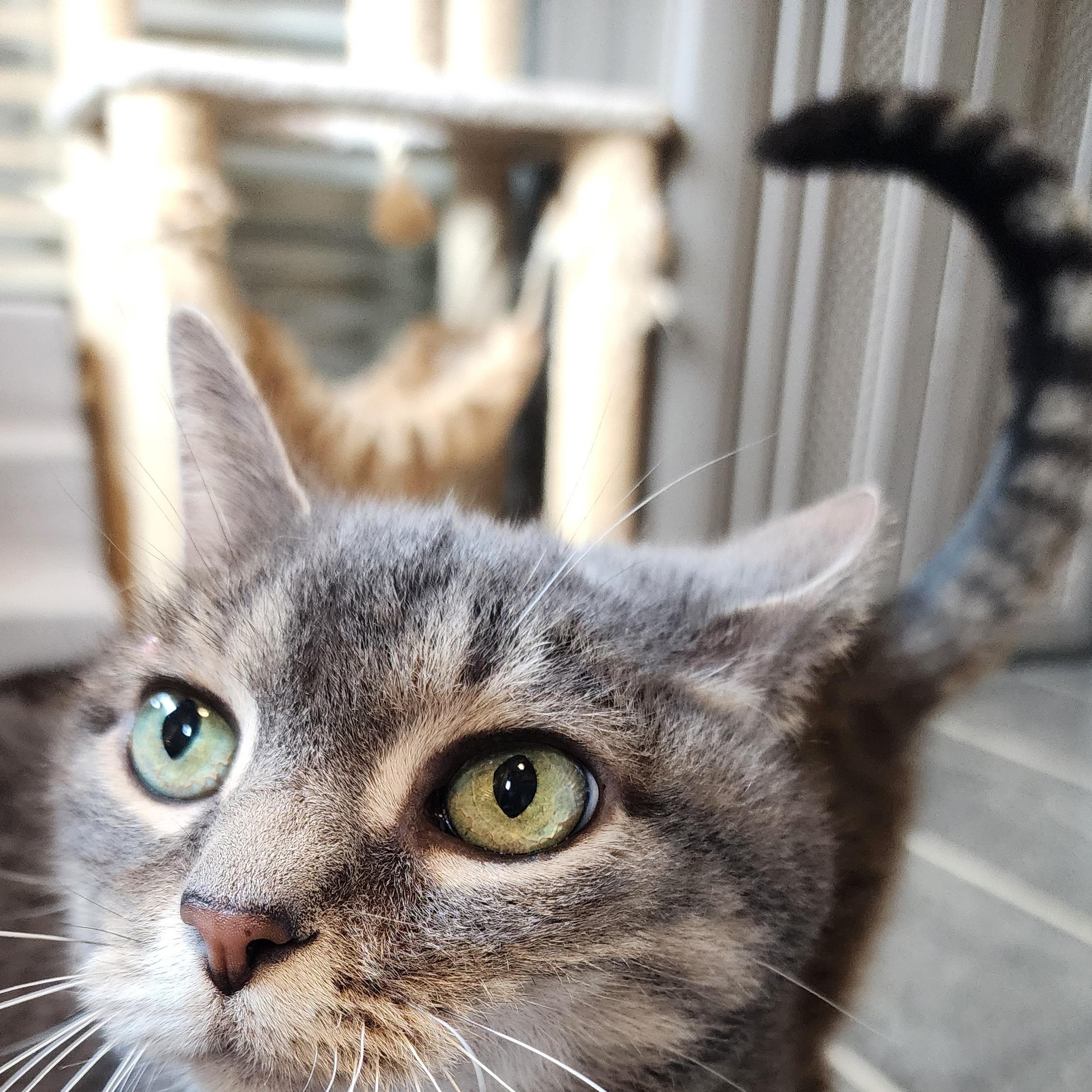Enlarge Aspen (bonded pair), an adoptable Domestic Short Hair in Ely, MN image 4/5