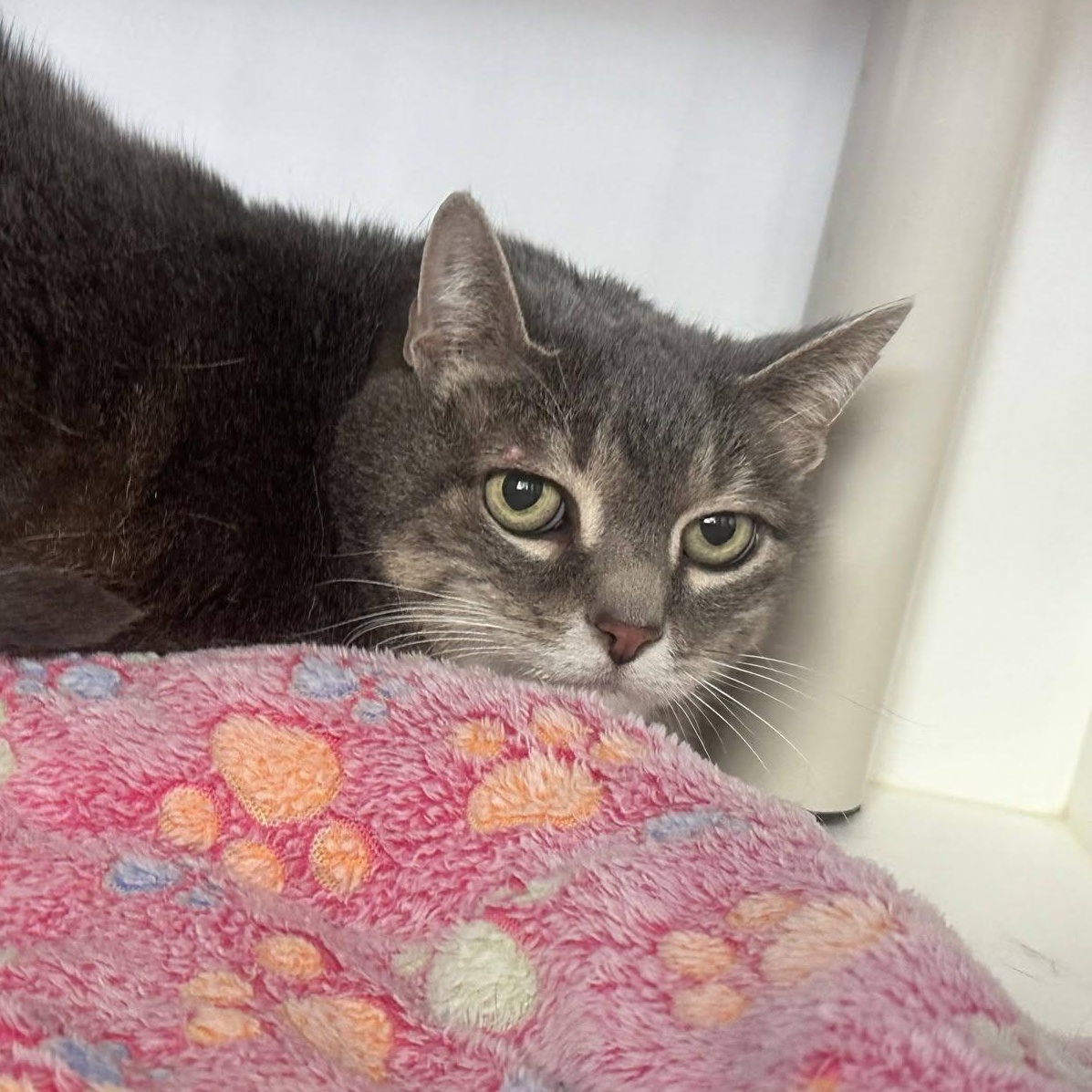 Aspen (bonded pair), ADOPTABLE, Senior Female Domestic Short Hair.