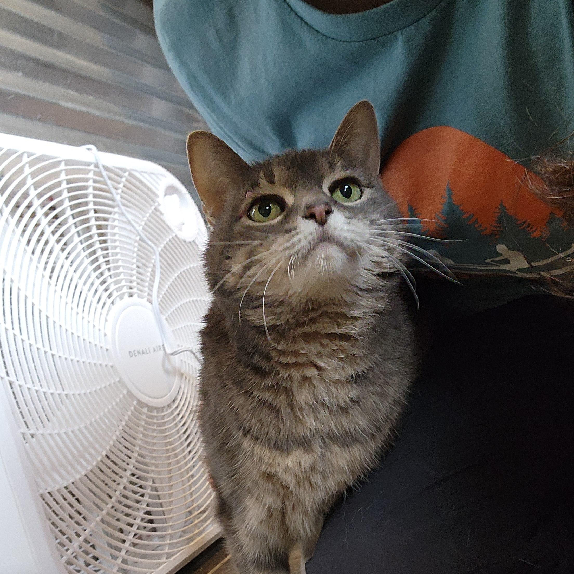 Enlarge Aspen (bonded pair), an adoptable Domestic Short Hair in Ely, MN image 2/5