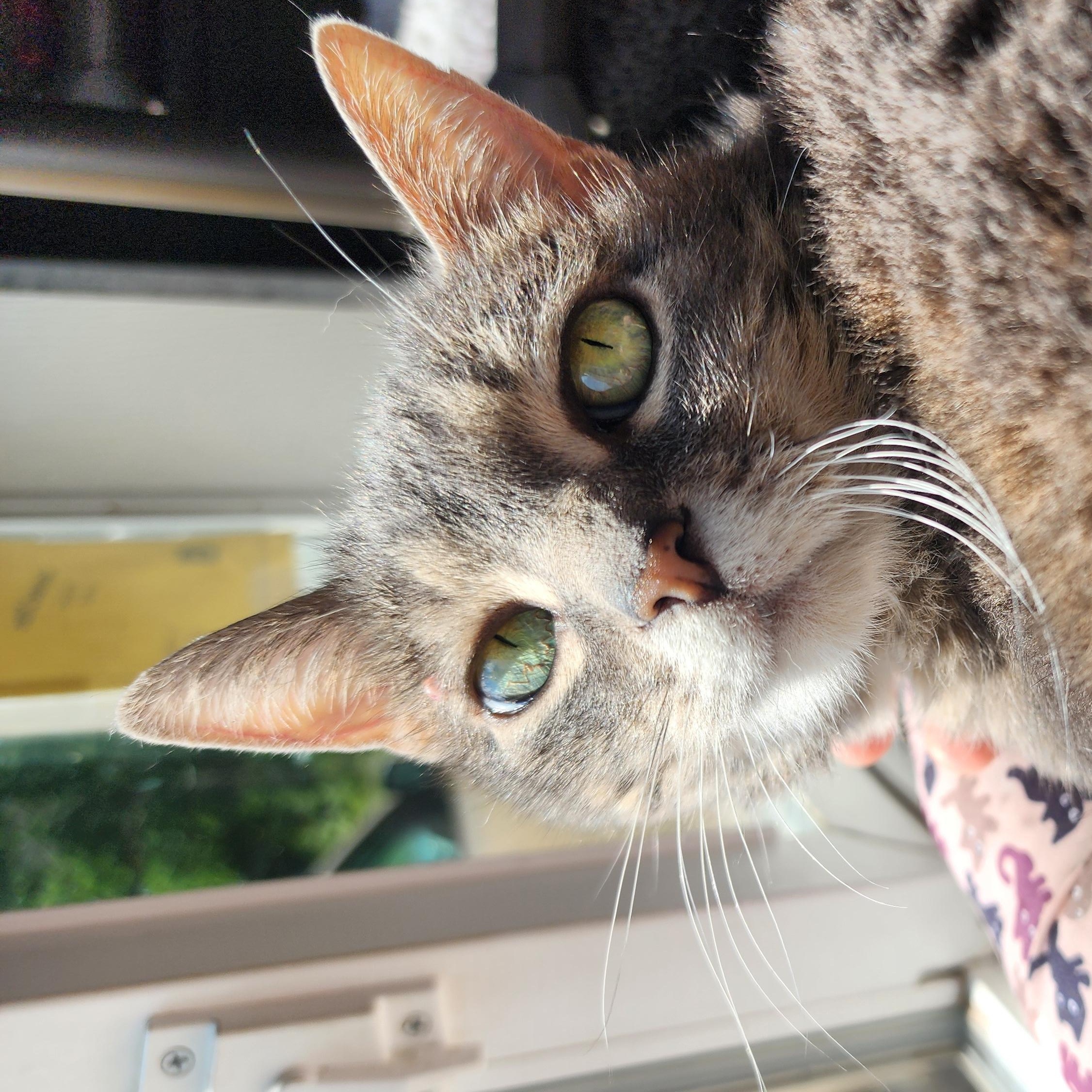 Enlarge Aspen (bonded pair), an adoptable Domestic Short Hair in Ely, MN image 1/5