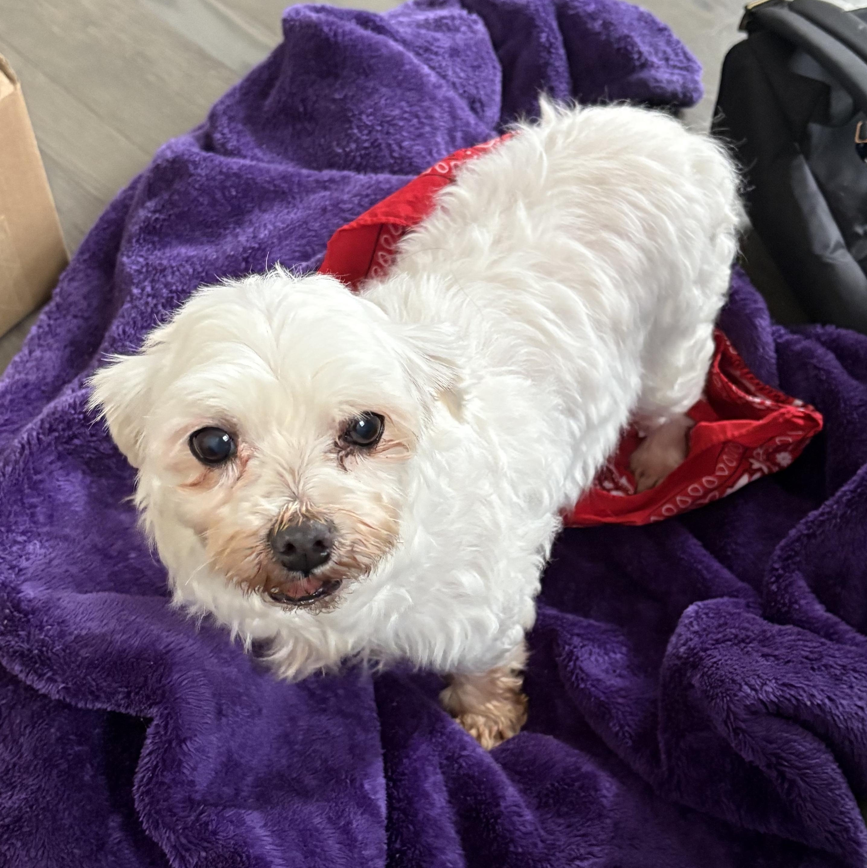 Snowbunny, ADOPTABLE, Senior Female Maltese.