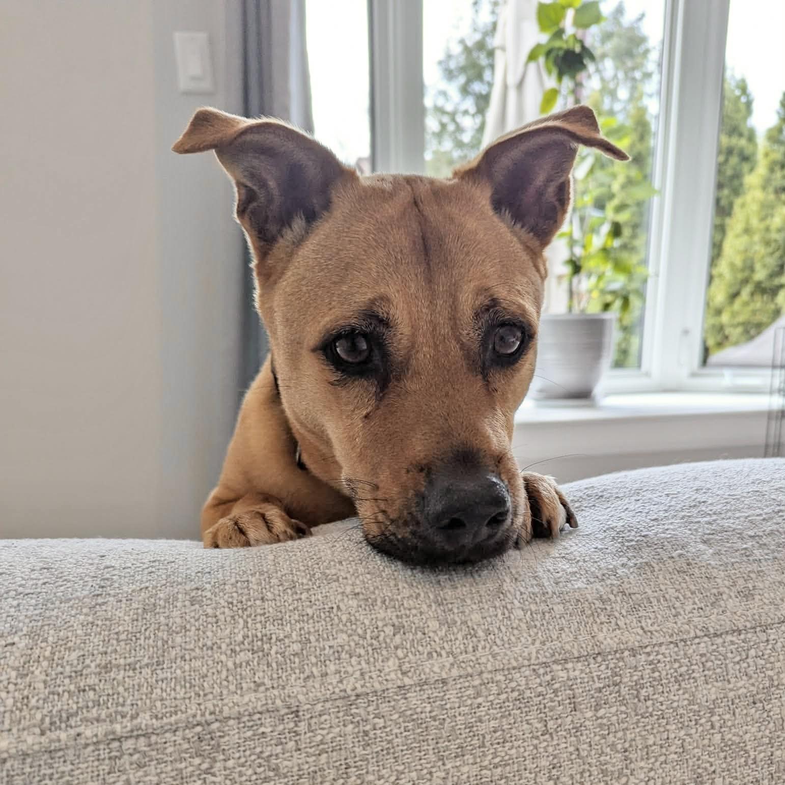 Enlarge Pumba, a ADOPTABLE mixed breed in Waterloo, ON image 1/6