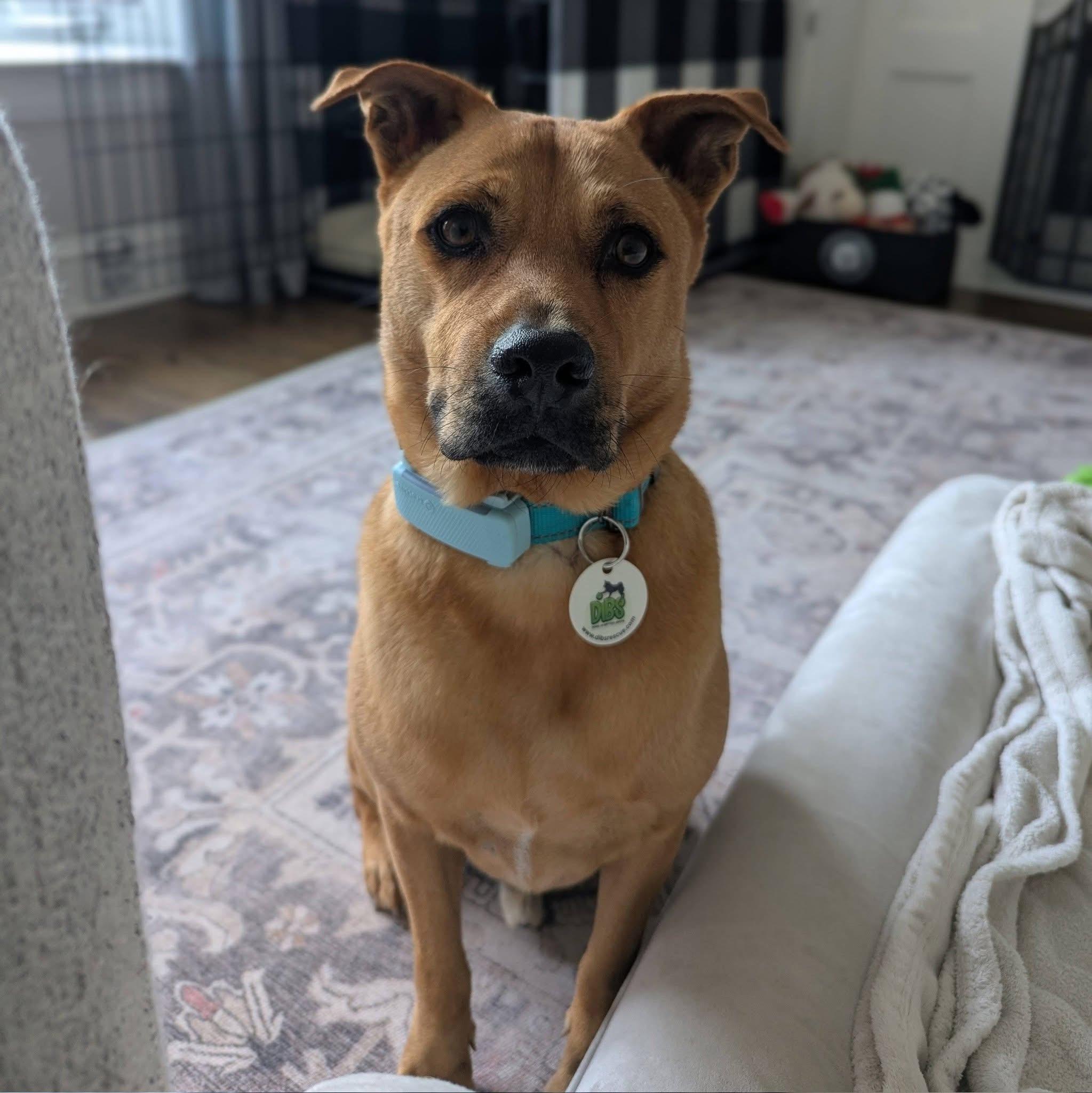Enlarge Pumba, a ADOPTABLE mixed breed in Waterloo, ON image 5/6