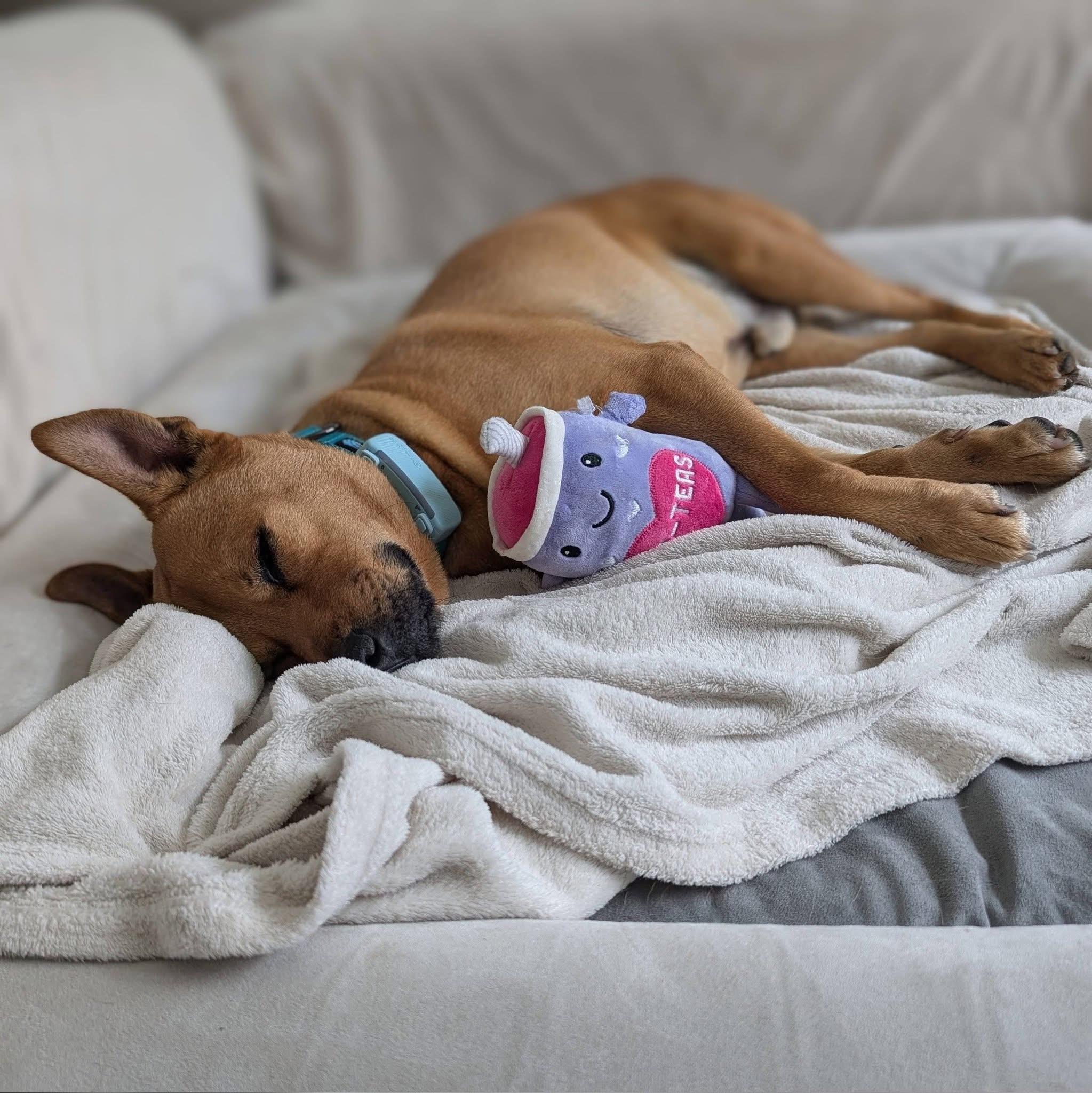 Enlarge Pumba, a ADOPTABLE mixed breed in Waterloo, ON image 4/6