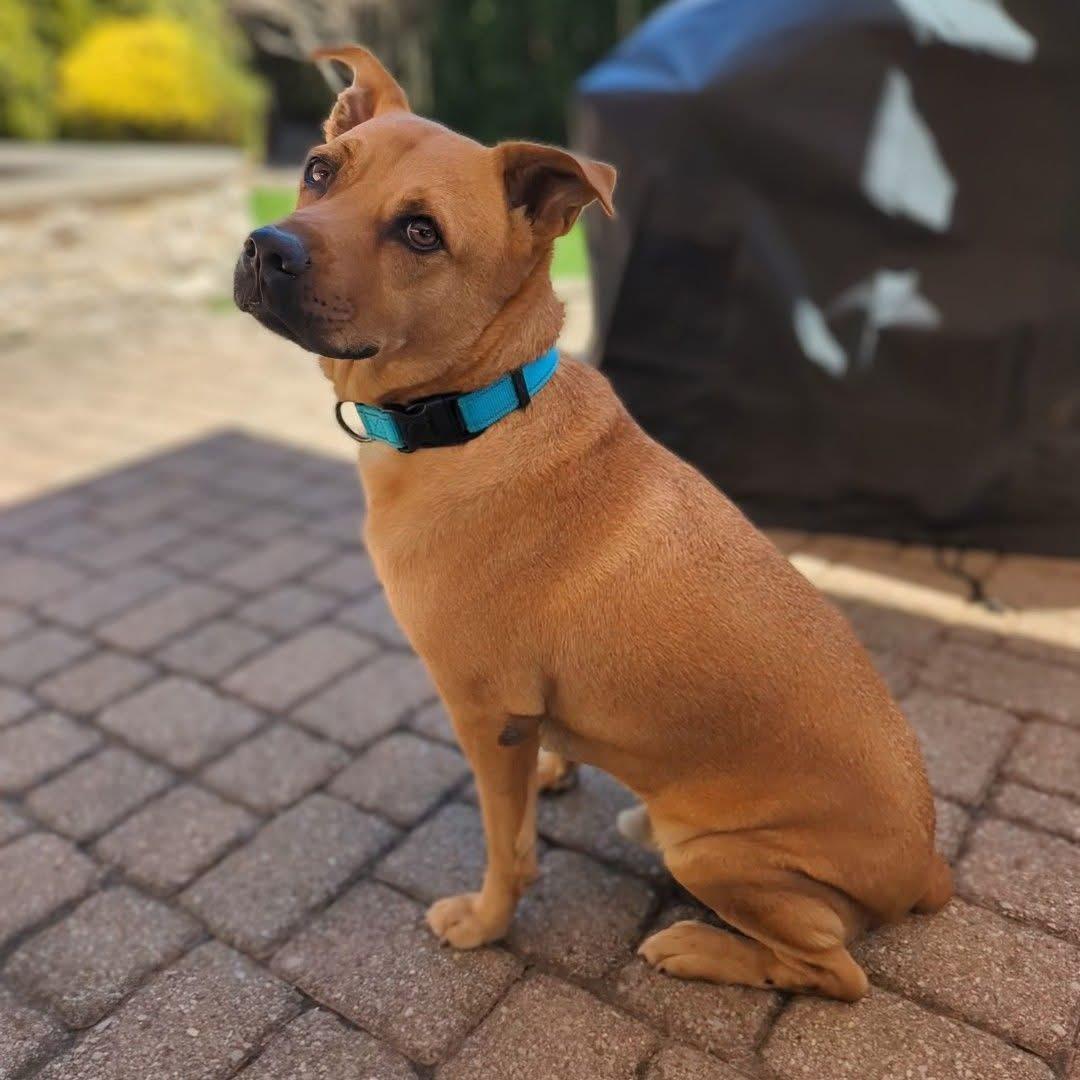 Enlarge Pumba, a ADOPTABLE mixed breed in Waterloo, ON image 3/6