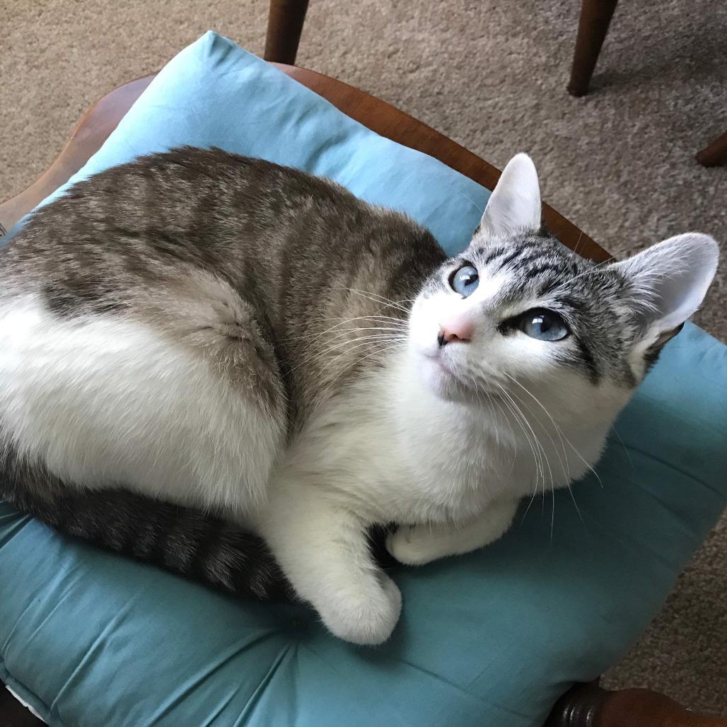 Enlarge Luna, a Adoptable Domestic Short Hair in Saratoga Springs, NY image 1/2