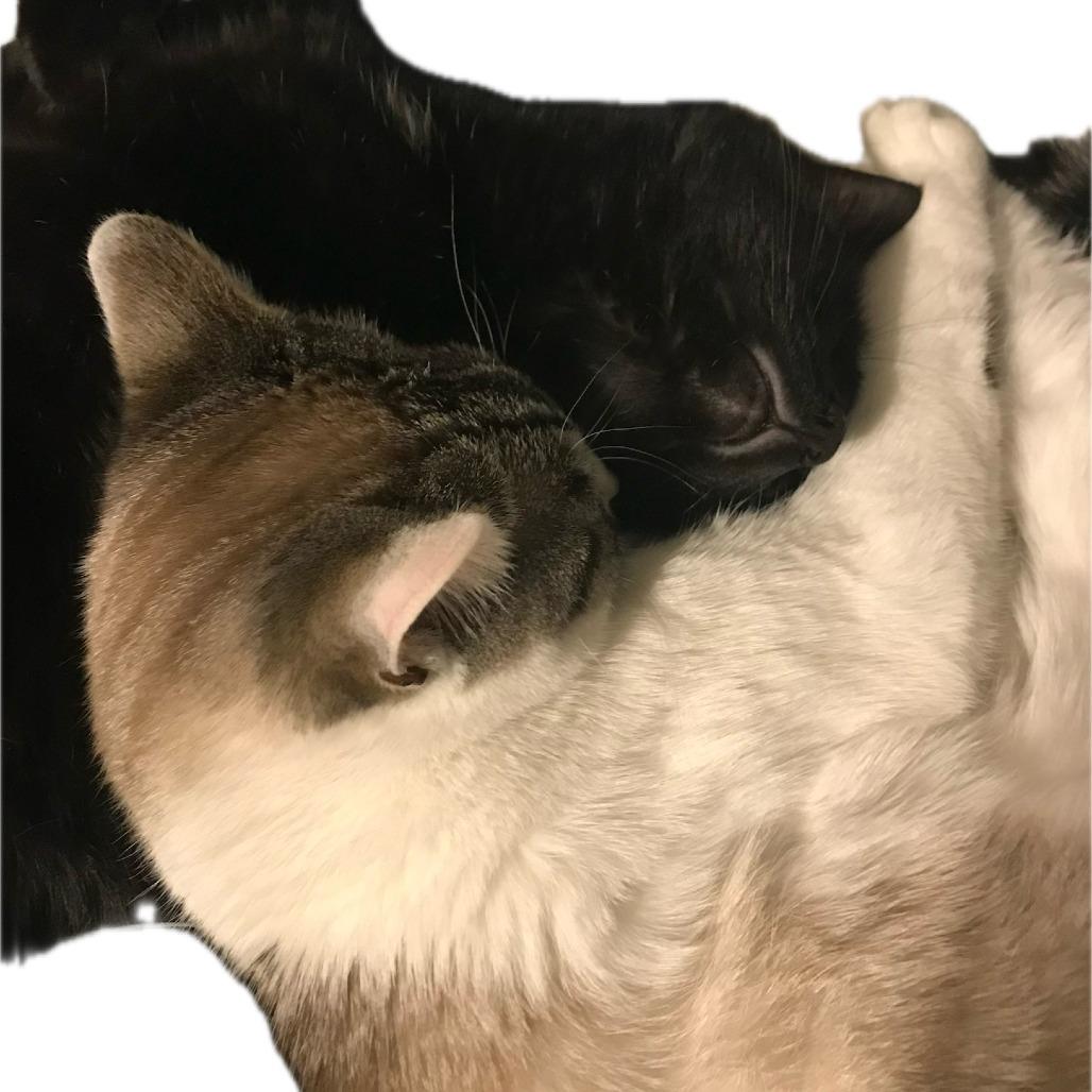 Enlarge Luna, a Adoptable Domestic Short Hair in Saratoga Springs, NY image 2/2