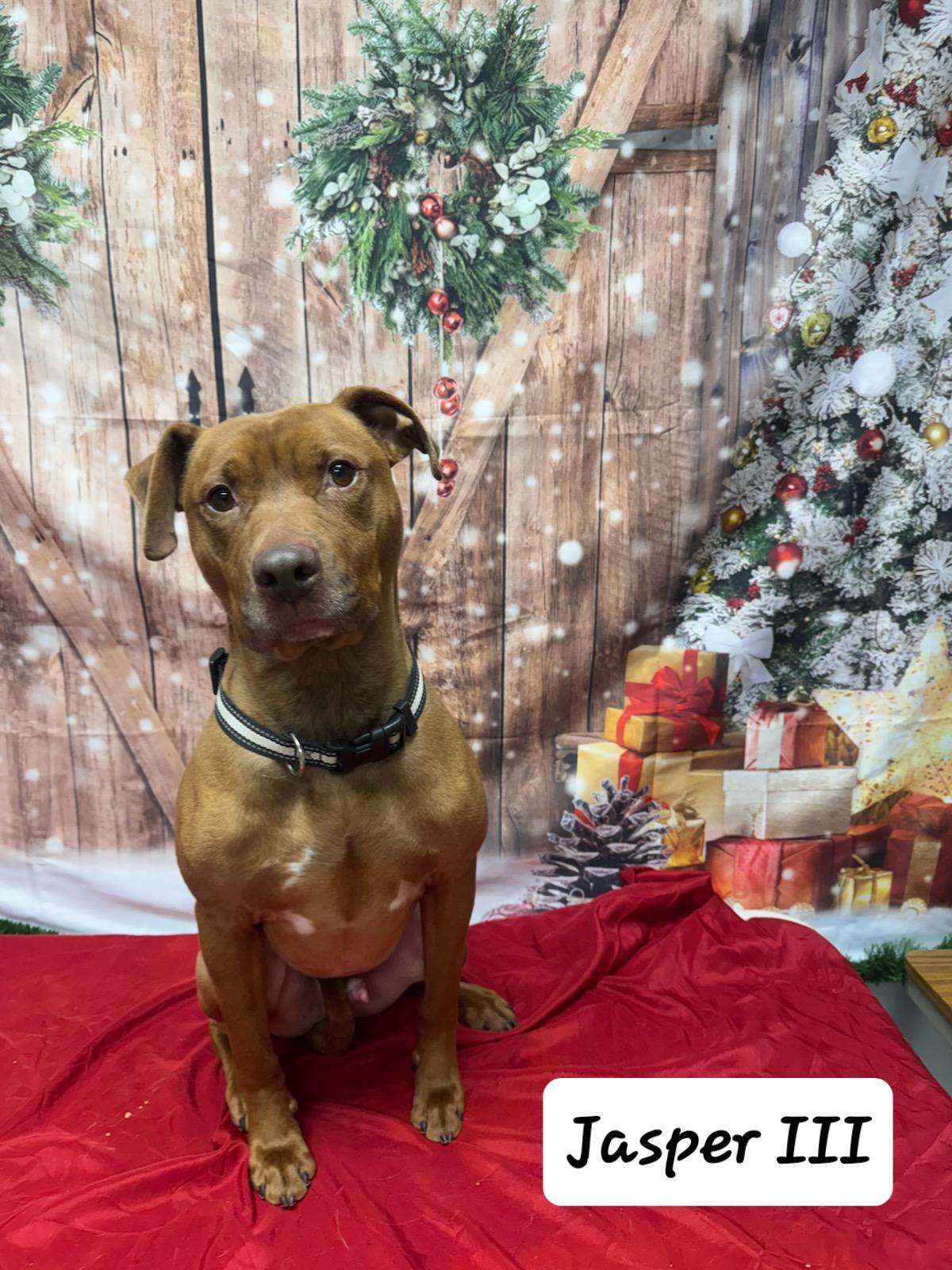 Jasper III, ADOPTABLE, Adult Male Pit Bull Terrier.