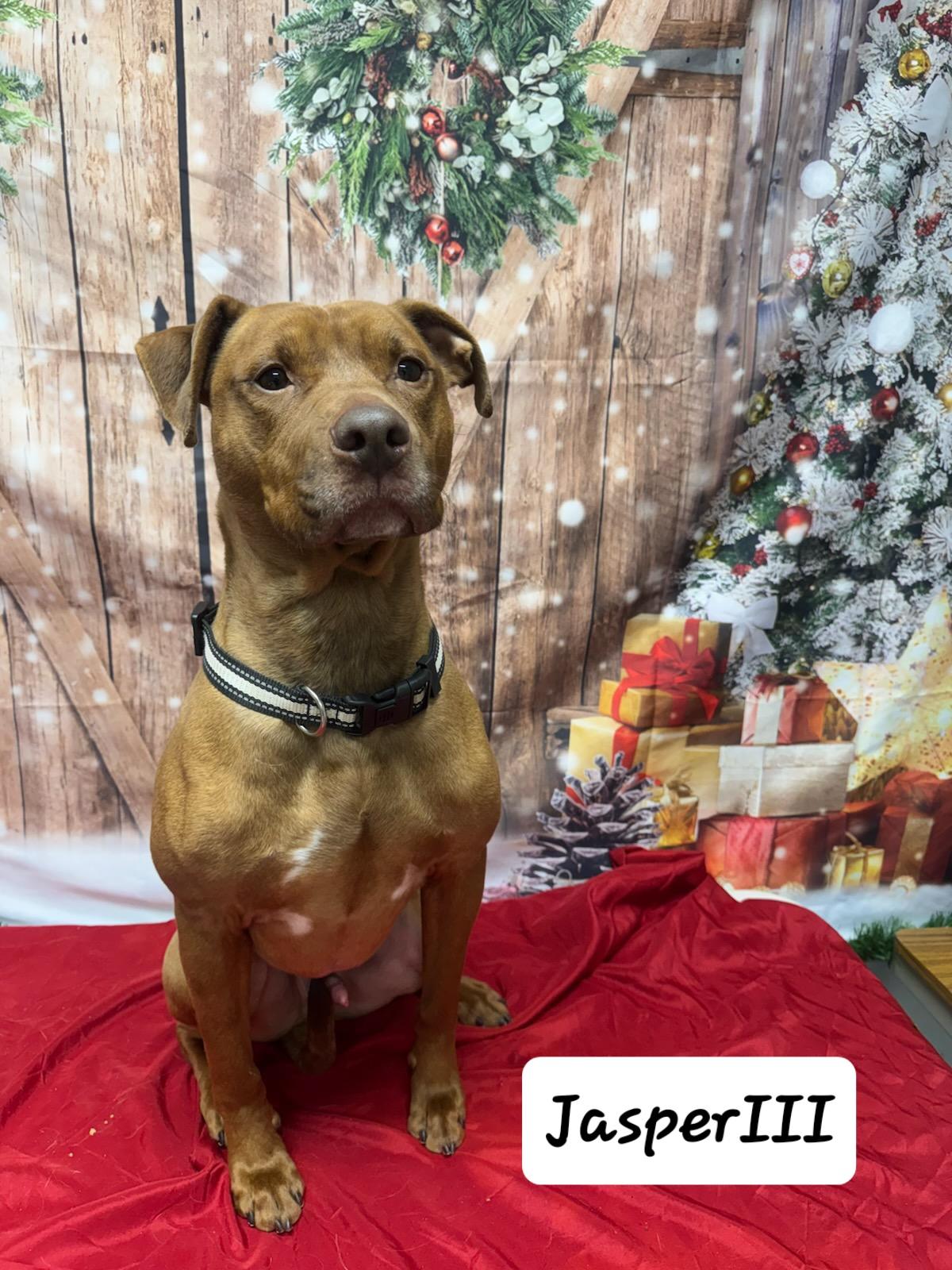 Jasper III, a ADOPTABLE mixed breed in Urbana, OH image 2/2