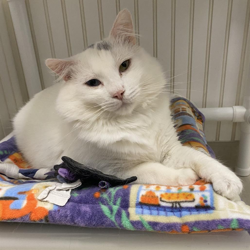 25-37 Loki, a Adoptable Domestic Medium Hair in North Branford, CT image 1/4