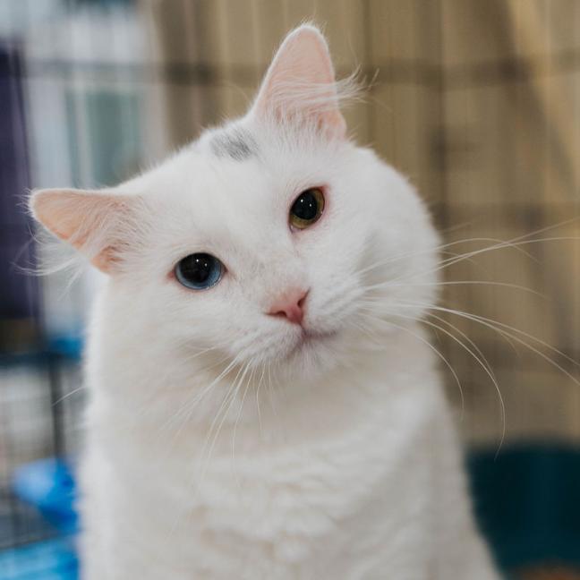 25-37 Loki, a Adoptable Domestic Medium Hair in North Branford, CT image 2/4