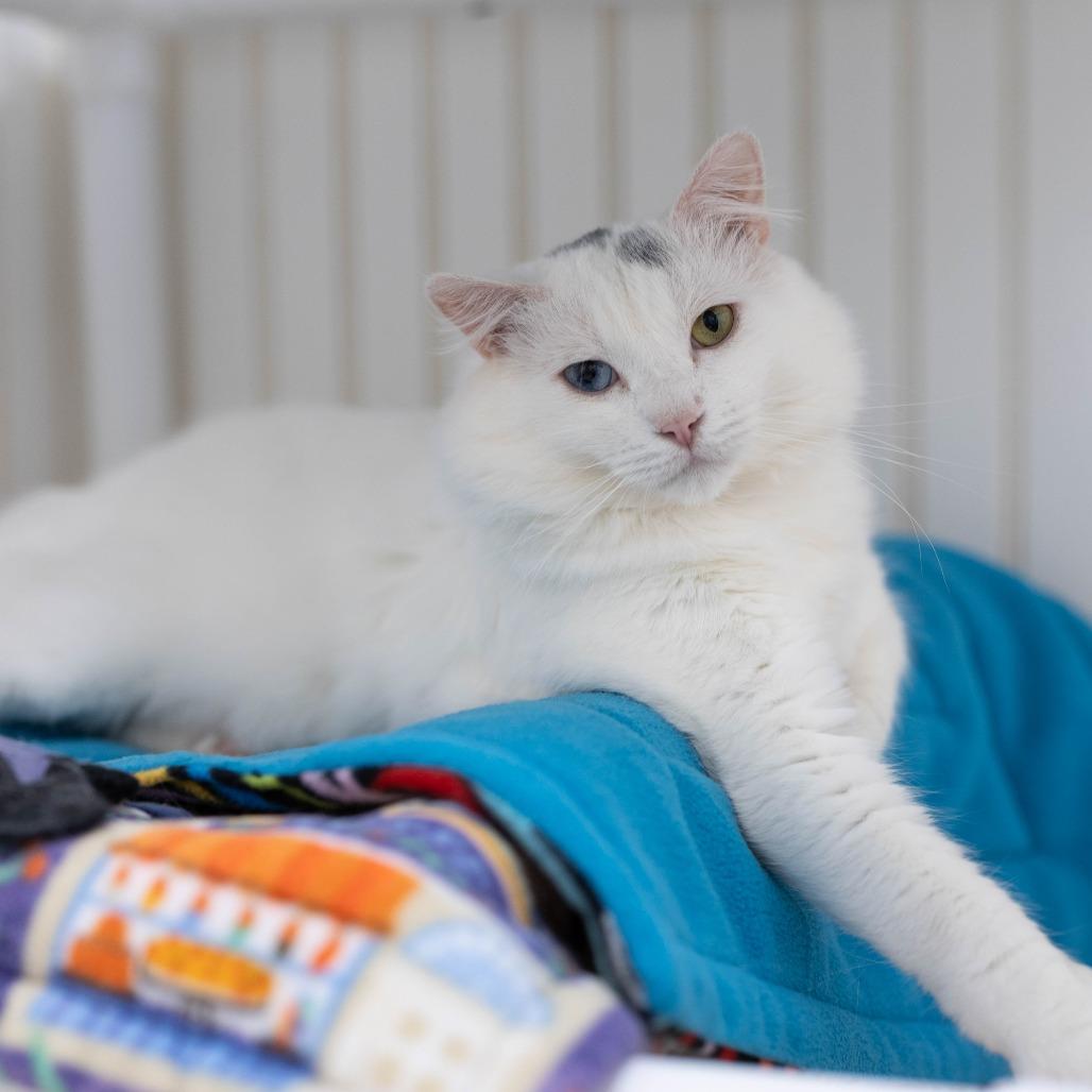 25-37 Loki, a Adoptable Domestic Medium Hair in North Branford, CT image 3/4