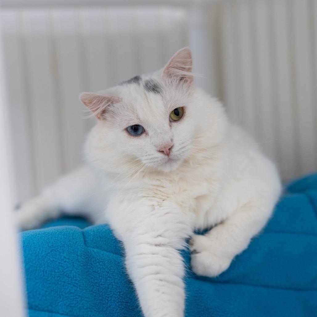 25-37 Loki, a Adoptable Domestic Medium Hair in North Branford, CT image 4/4