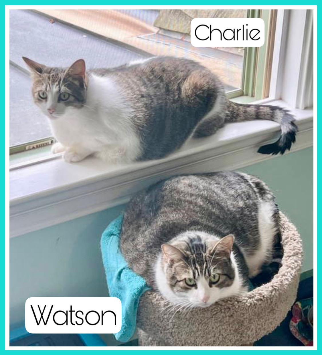 Watson Bonded W Charlie thumbnail 2