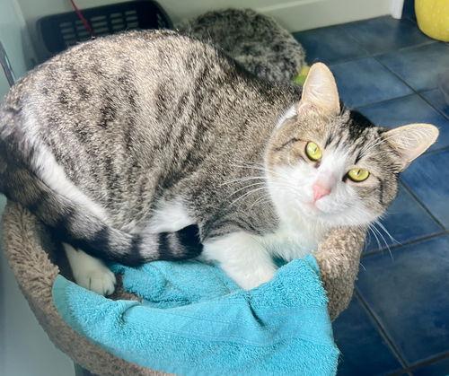 Watson Bonded W Charlie thumbnail 4