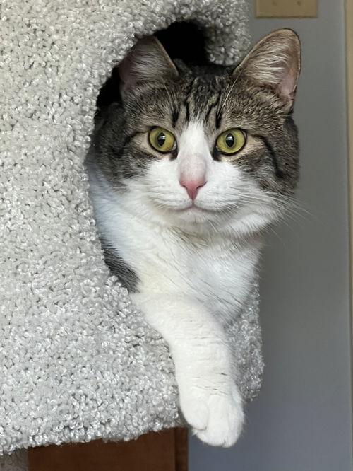 Watson Bonded W Charlie photo 1