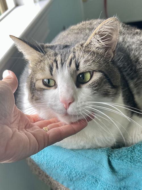 Watson Bonded W Charlie thumbnail 5