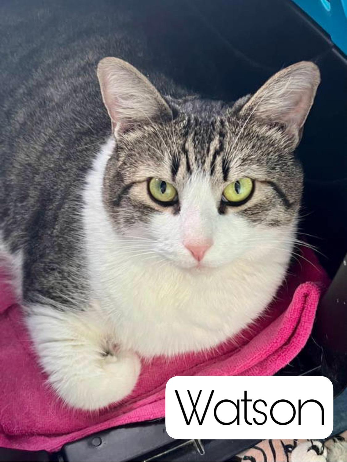 Watson Bonded W Charlie thumbnail 3