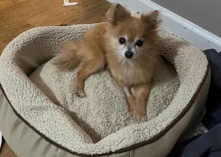 Luke, a Adoptable Pomeranian in Woodstock, GA image 2/5