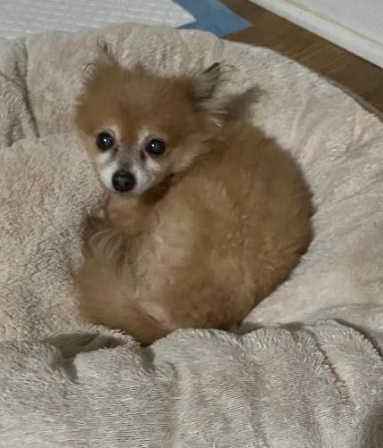 Luke, a Adoptable Pomeranian in Woodstock, GA image 3/5