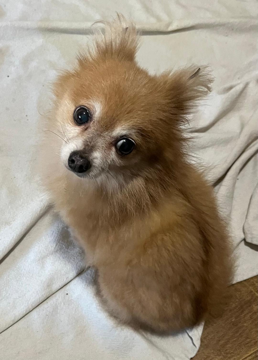 Luke, Adoptable, Senior Male Pomeranian.