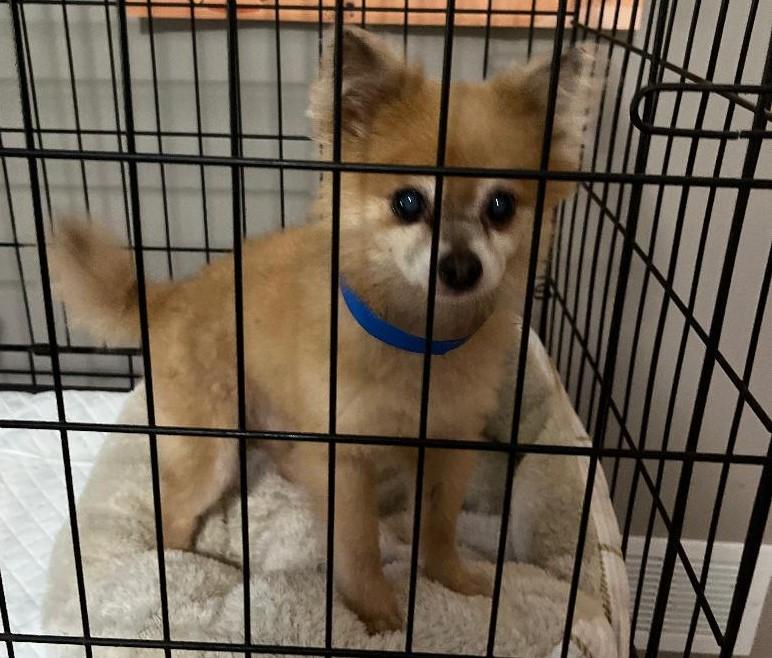 Luke, a Adoptable Pomeranian in Woodstock, GA image 5/5