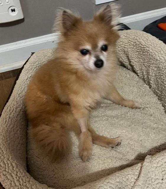 Luke, a Adoptable Pomeranian in Woodstock, GA image 4/5