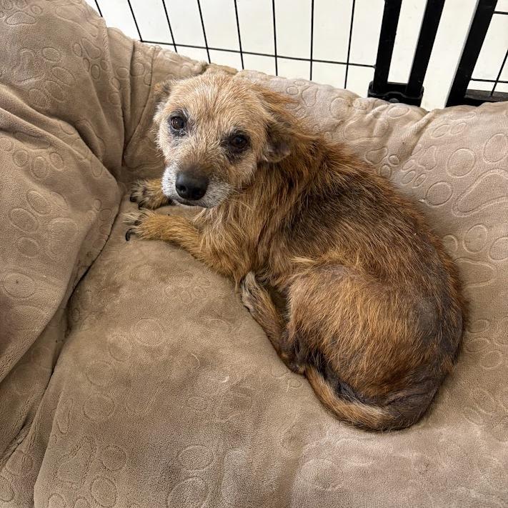 Eugene, Adoptable, Senior Male Wirehaired Terrier & Mixed Breed.
