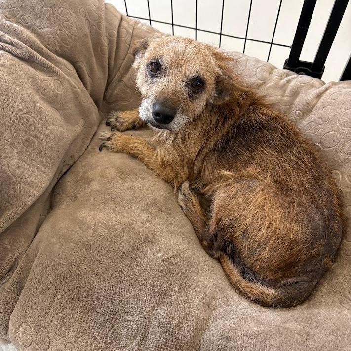 Eugene, a Adoptable mixed breed in North Charleston, SC image 2/3