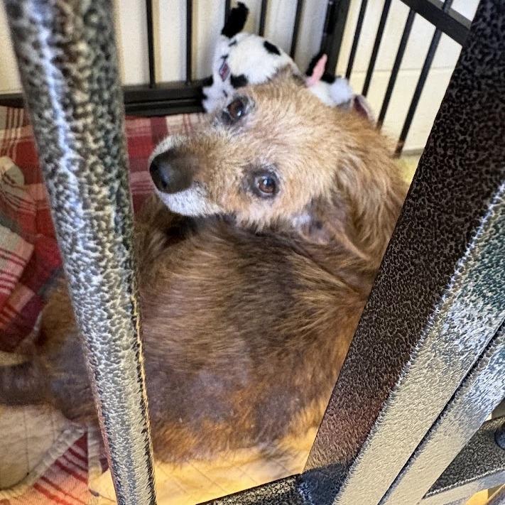 Eugene, a Adoptable mixed breed in North Charleston, SC image 3/3
