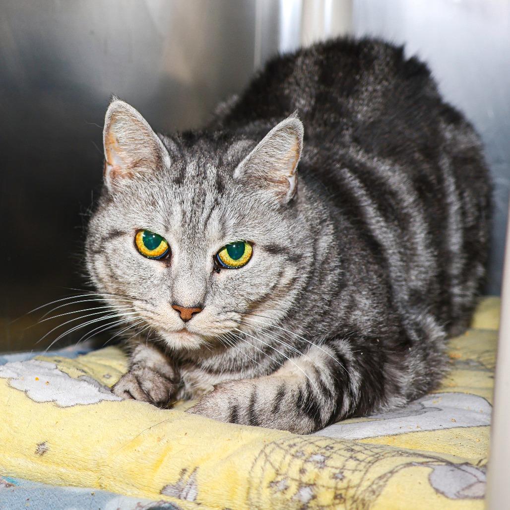 Chin Chin, Adoptable, Adult Female Domestic Short Hair.