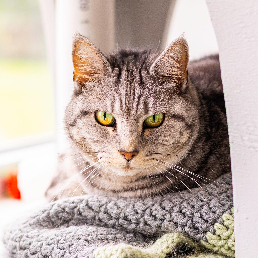 Enlarge Chin Chin, a Adoptable Domestic Short Hair in Newark, DE image 4/6