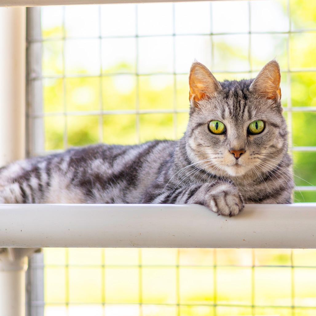 Enlarge Chin Chin, a Adoptable Domestic Short Hair in Newark, DE image 5/6
