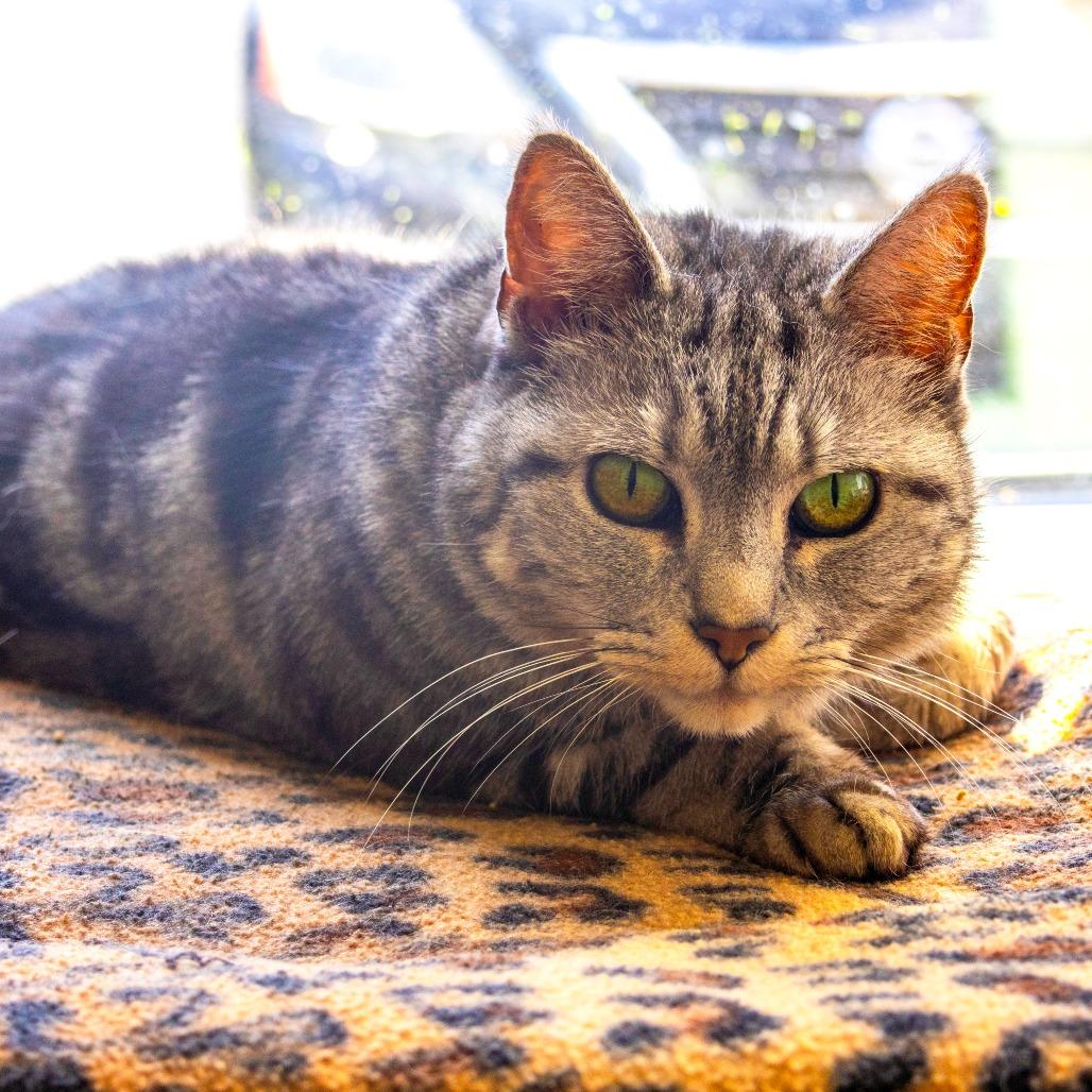 Enlarge Chin Chin, a Adoptable Domestic Short Hair in Newark, DE image 6/6