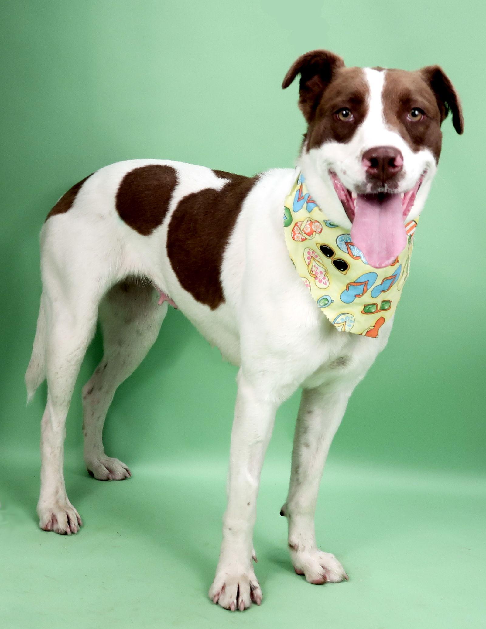 Enlarge Betty Boop, a Adoptable mixed breed in Holly Springs, MS image 1/3