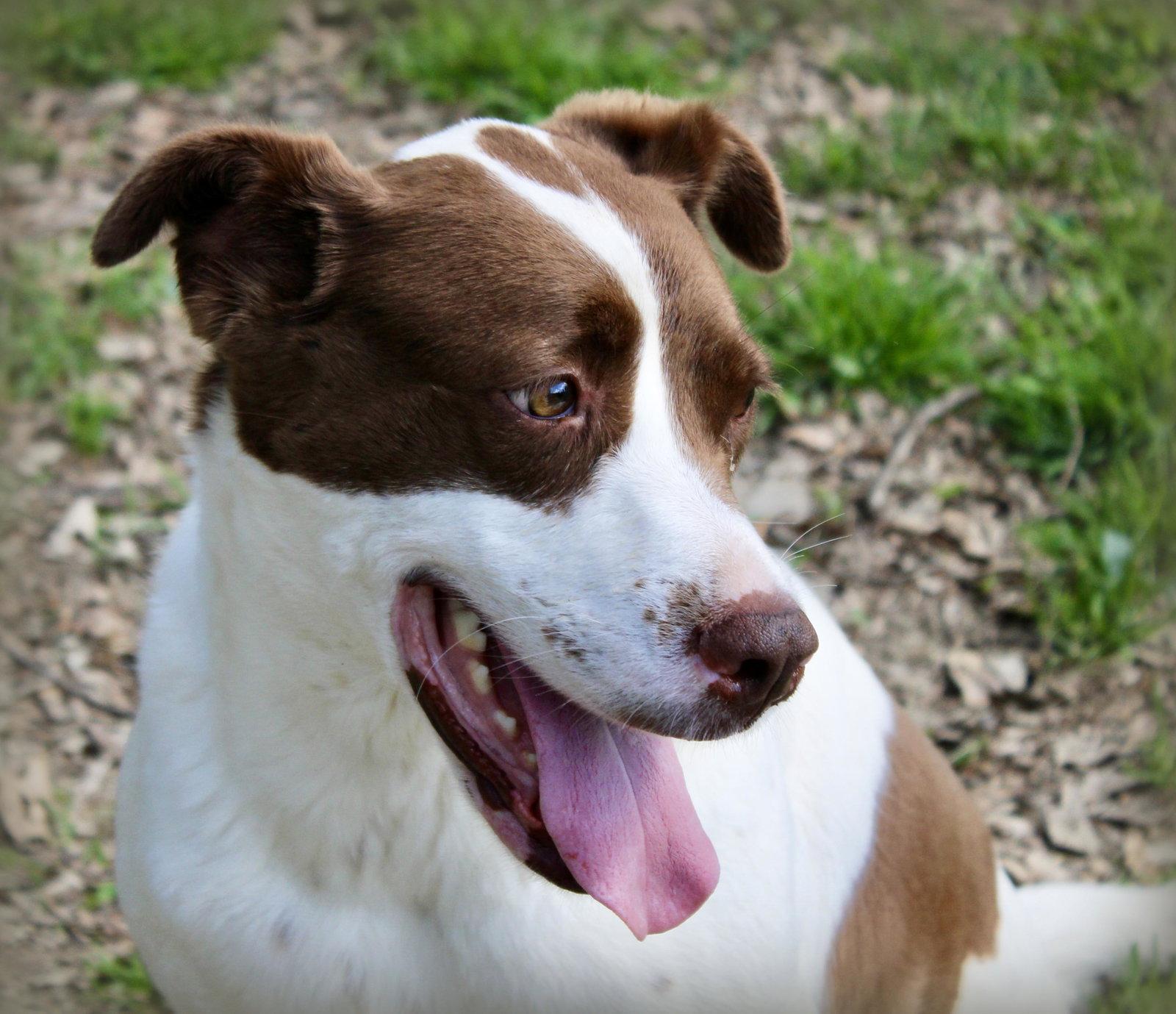 Enlarge Betty Boop, a Adoptable mixed breed in Holly Springs, MS image 2/3